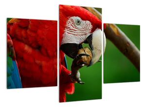 Obraz papouška (90x60cm)