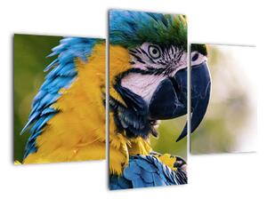 Obraz - papoušek (90x60cm)