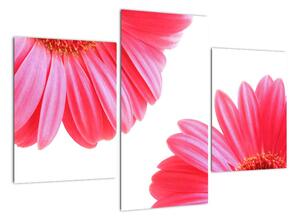 Obraz květin - astra (90x60cm)