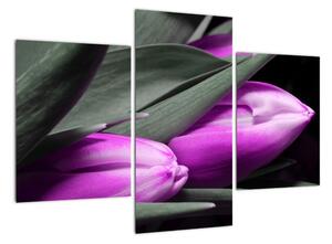 Obraz fialových tulipánů (90x60cm)