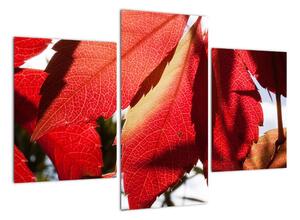 Obraz červených listů (90x60cm)
