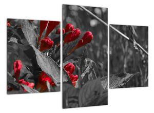 Červené květy - moderní obrazy (90x60cm)