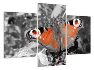 Oranžový motýl - obraz (90x60cm)