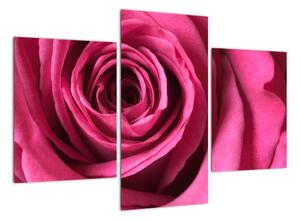 Obraz růžové růže (90x60cm)