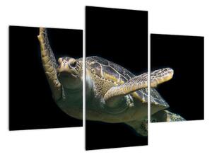 Obraz plovoucí želvy (90x60cm)
