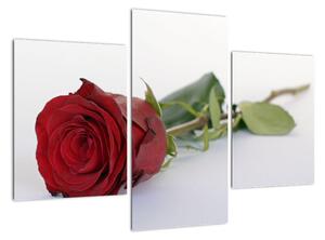 Obraz rudé růže (90x60cm)