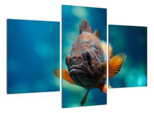 Obraz - ryba (90x60cm)