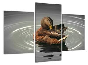 Obraz - kachny ve vodě (90x60cm)