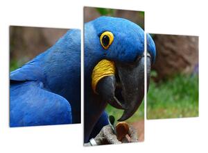 Obraz - papoušek (90x60cm)