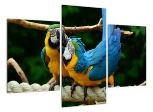 Obraz papoušků na laně (90x60cm)