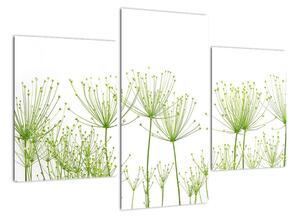 Obraz rostlin na bílém pozadí (90x60cm)