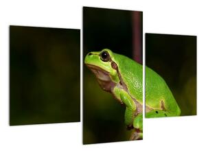 Obraz žáby (90x60cm)