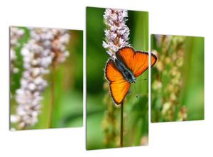 Moderní obraz motýla na louce (90x60cm)