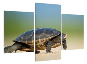 Obraz želvy - moderní obrazy (90x60cm)