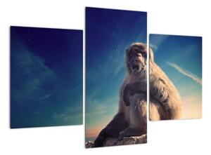 Obraz opice - obrazy zvířat (90x60cm)