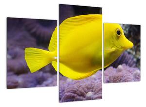 Obraz - žluté ryby (90x60cm)