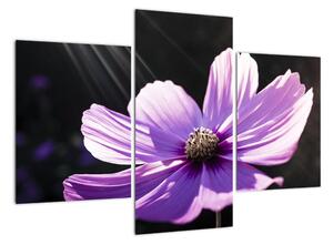 Obraz fialového květu (90x60cm)