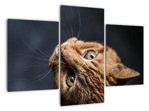 Moderní obraz kočky (90x60cm)