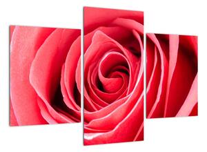 Obraz červené růže (90x60cm)