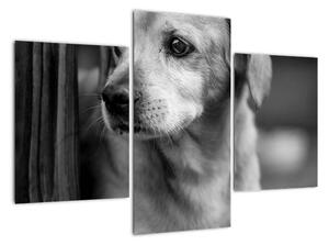 Černobílý obraz psa (90x60cm)