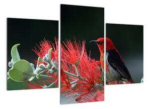 Obraz ptáků - červená (90x60cm)