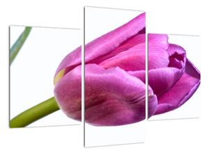 Obraz růžového tulipánu (90x60cm)