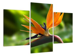 Detail květu - obraz (90x60cm)