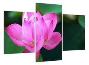Obraz květu (90x60cm)