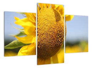 Obraz slunečnice (90x60cm)