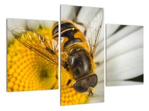 Obraz - detail včely (90x60cm)