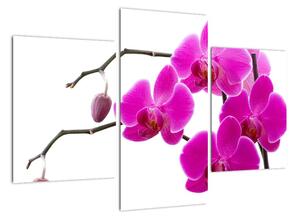 Obraz orchidejí na zeď (90x60cm)