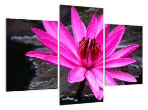 Obraz s detailem květu (90x60cm)