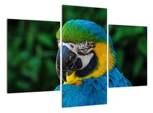 Obraz papouška (90x60cm)