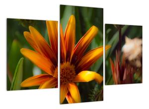 Obraz detailu květiny (90x60cm)