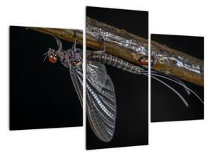 Obraz - hmyz (90x60cm)