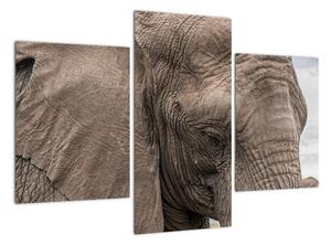 Obraz slona (90x60cm)