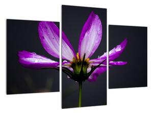 Obraz - květiny (90x60cm)