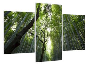 Obraz lesů (90x60cm)