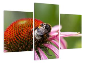 Obraz včely na květu (90x60cm)