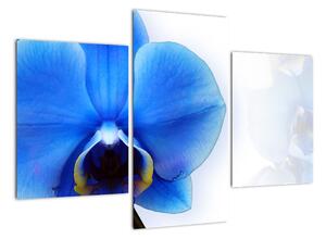 Obraz s orchidejí (90x60cm)