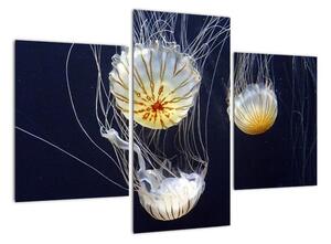 Obraz - medúzy (90x60cm)