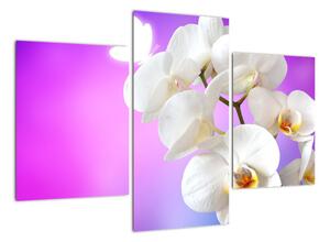 Obraz s orchidejí (90x60cm)