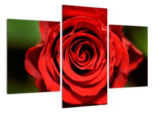 Obrázek růže (90x60cm)