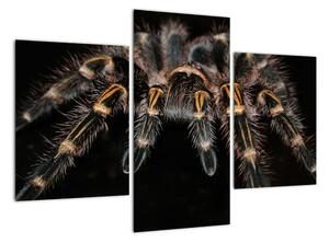 Obraz tarantule (90x60cm)