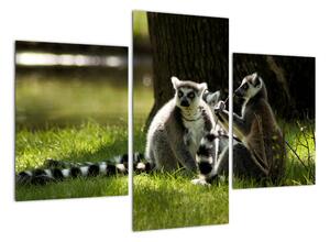 Obraz lemurů (90x60cm)