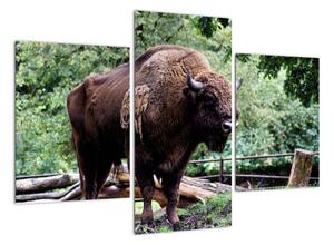 Obraz s americkým bizonem (90x60cm)
