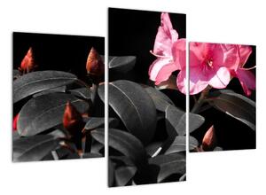 Obraz květiny (90x60cm)