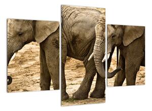 Slon, obraz (90x60cm)