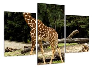 Obraz žirafy (90x60cm)
