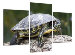 Obraz suchozemské želvy (90x60cm)